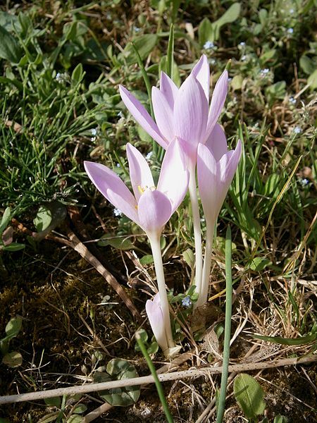 File:Colchicum autumnale01.jpg