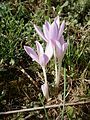 Colchicum autumnale