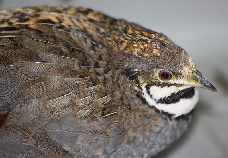 File:Coturnix chinensis Bruggen.jpg