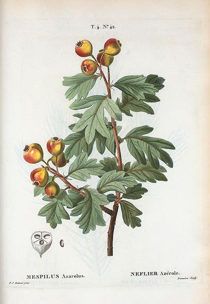 File:Crataegus azarolus.jpg