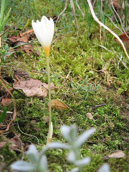 File:Crocus ochroleucus2.jpg