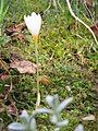 Crocus ochroleucus