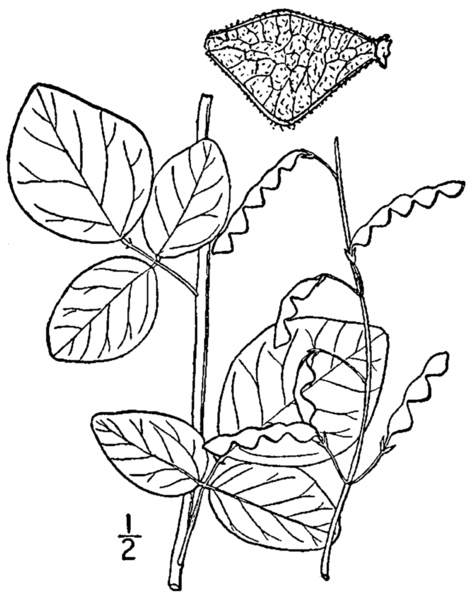 File:Desmodium glabellum BB-1913.png