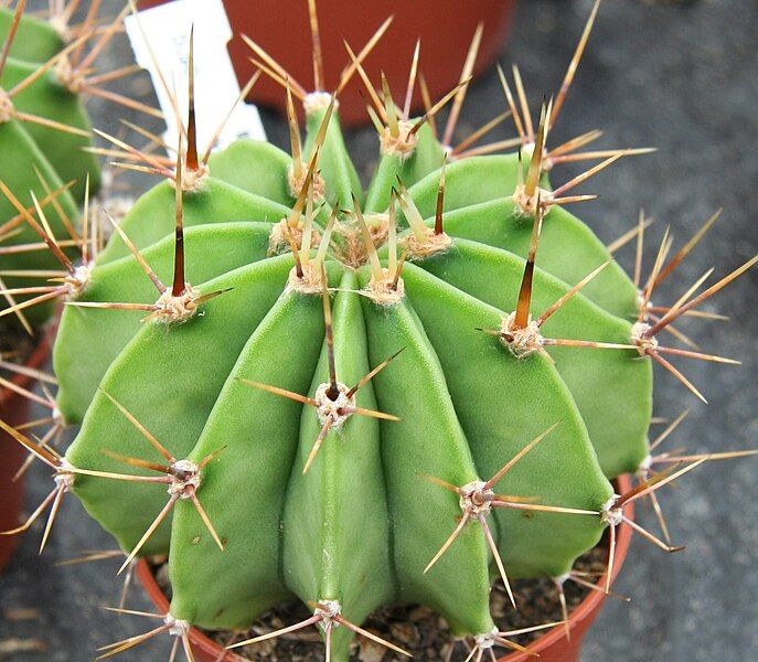 File:Echinopsis klingleriana Haage.jpg