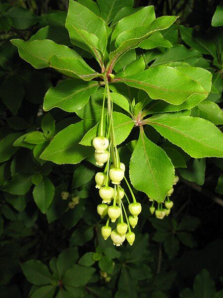 File:Enkianthus subsessilis 1.JPG