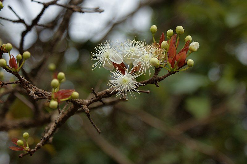 File:Eugenia dysenterica flowers.jpg