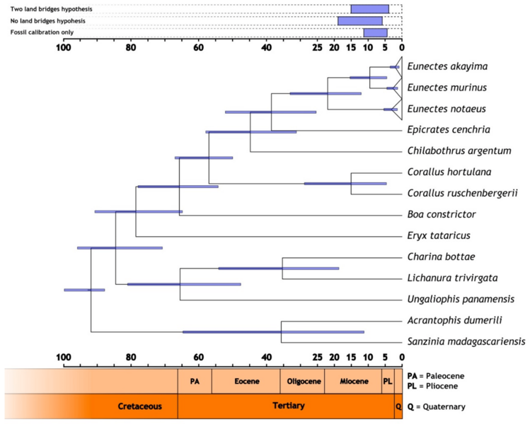 File:Eunectes akayima cladogram.png