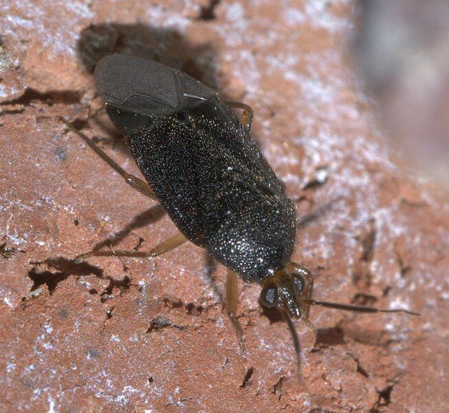 File:Eurychilopterella brunneata P1540306a.jpg