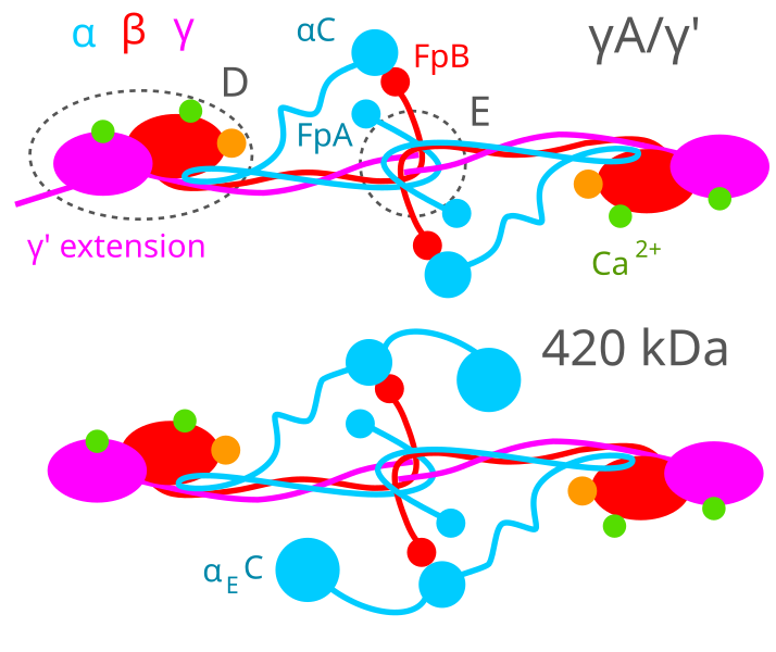 File:Fibrinogen variants.svg