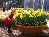 Smelling the flowers, 2005