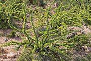 Plants with leaves