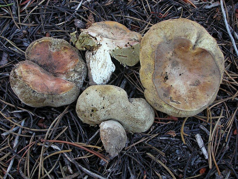 File:Gastroboletus subalpinus 171207.jpg