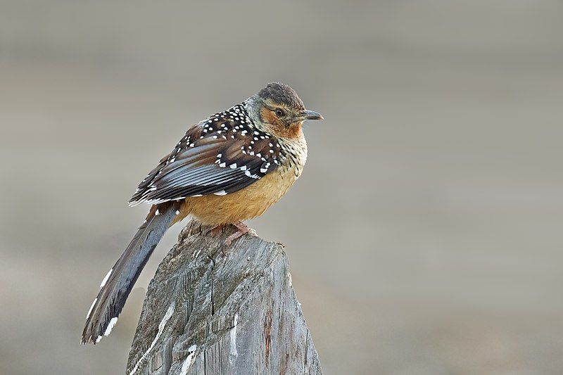 File:Giantlaughingthrush.jpg