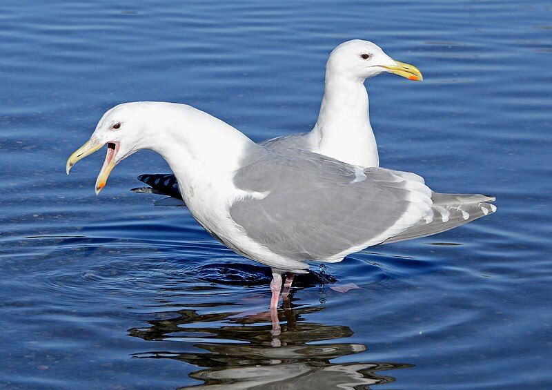 File:Glaucous-winged Gull pair.jpg