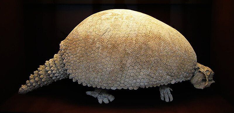 File:Glyptodon-1.jpg