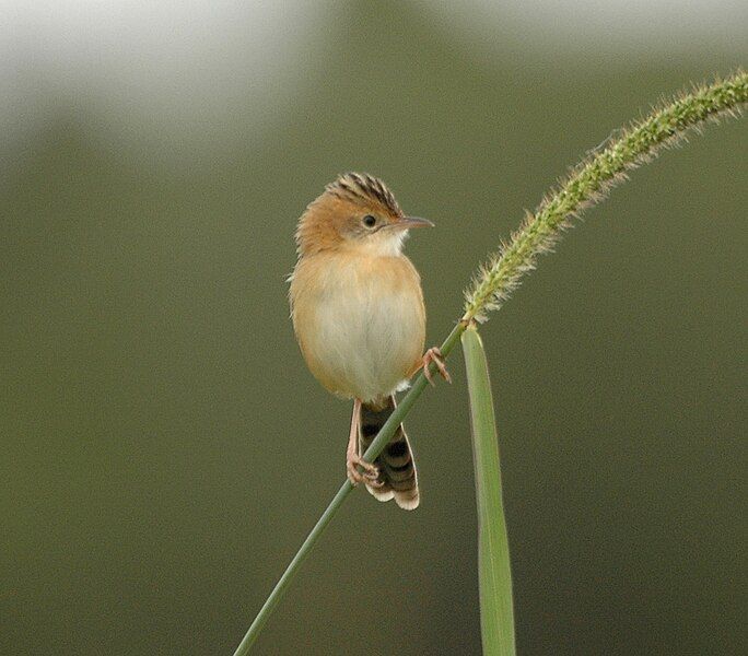 File:Golden-headed Cisticola94.JPG