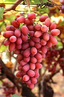 Grapes