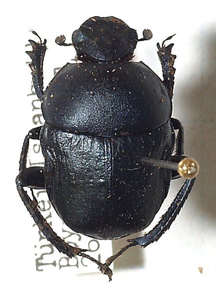 File:Gymnopleurus.sturmi.jpg