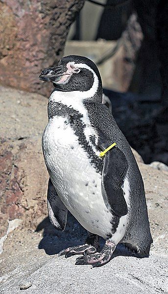 File:Humboldt Penguin.jpg