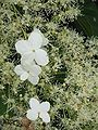 Hydrangea anomala subsp. petiolaris