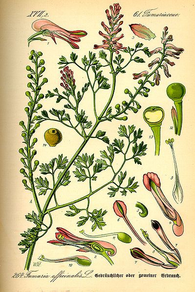 File:Illustration Fumaria officinalis0.jpg