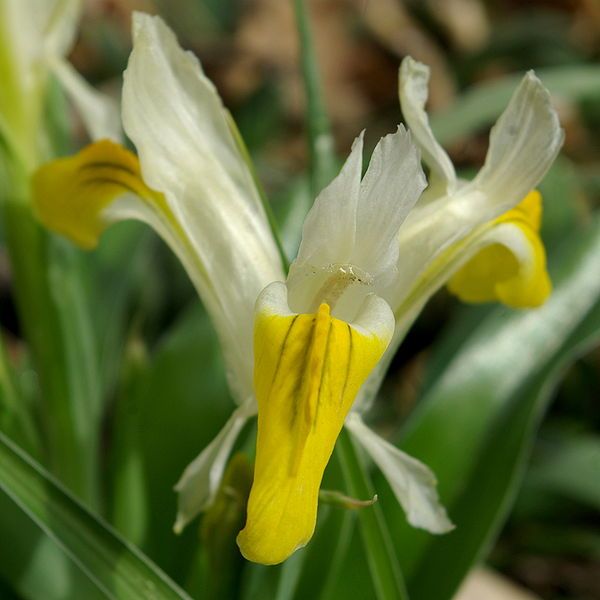 File:Iris bucharica flower1.jpg