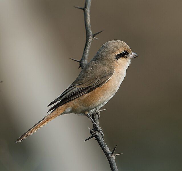 File:Isabelline Shrike (15214160368).jpg