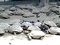 Land tortoises