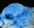 Blue fur-like mass of acicular crystals of the Copper-Aluminium mineral Khaidarkanite (Cyanotrichite group), named for type locality Khaidarkan (a.k.a. Aydarken)[8]