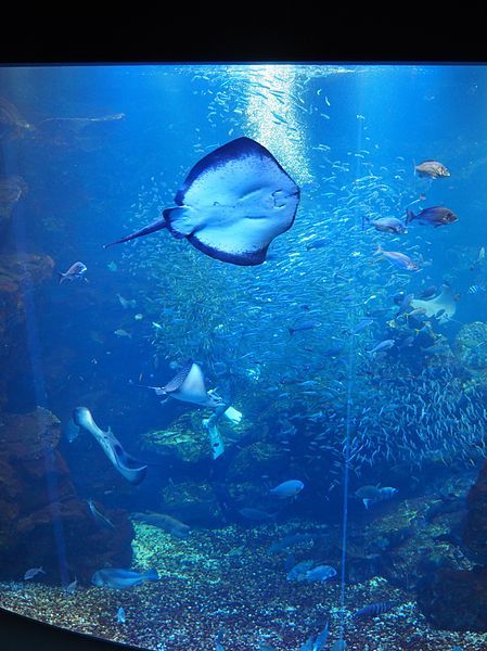 File:Kyoto Aquarium (24920813835).jpg