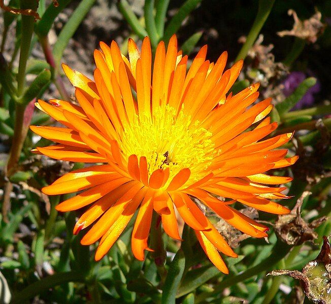 File:Lampranthus glaucoides 3.jpg