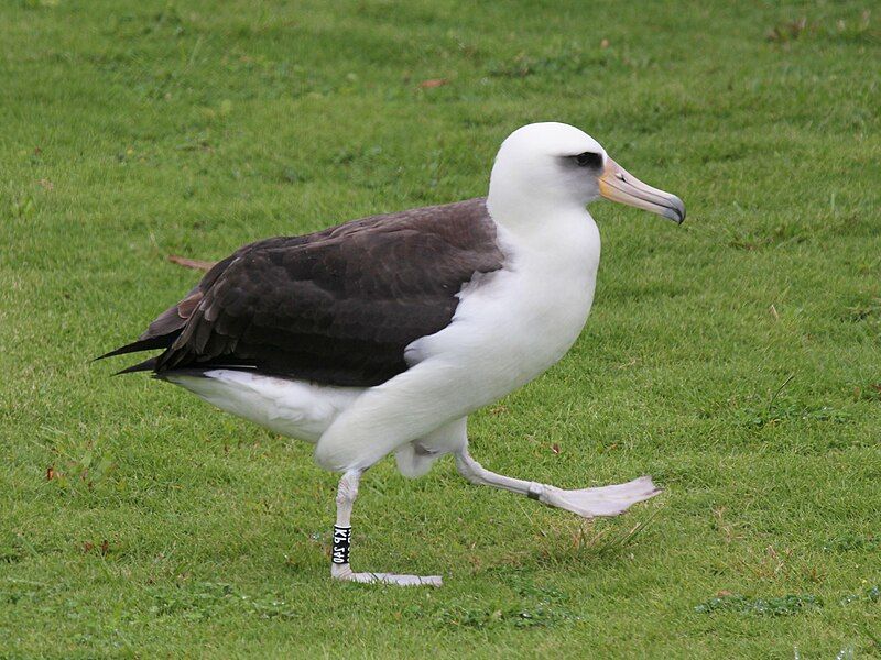 File:Laysan Albatross RWD8a.jpg