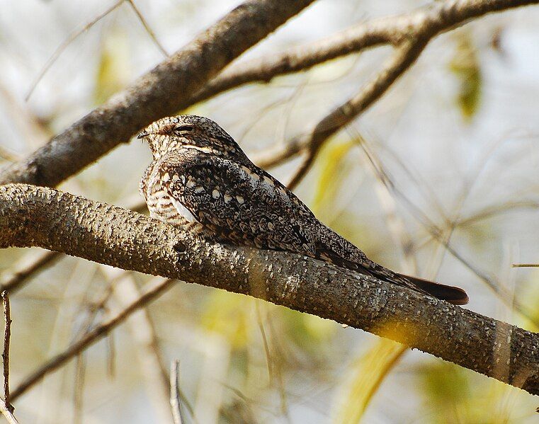 File:Lesser Nighthawk.jpg