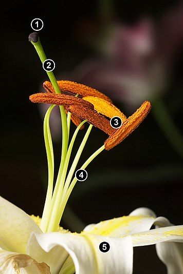 Christmas Lillium (Lilium longiflorum)