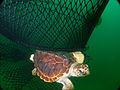 Image 4Technology such as this turtle excluder device (TED) allows this loggerhead sea turtle to escape. (from Marine conservation)