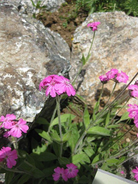 File:Lychnis flos-jovis002.jpg