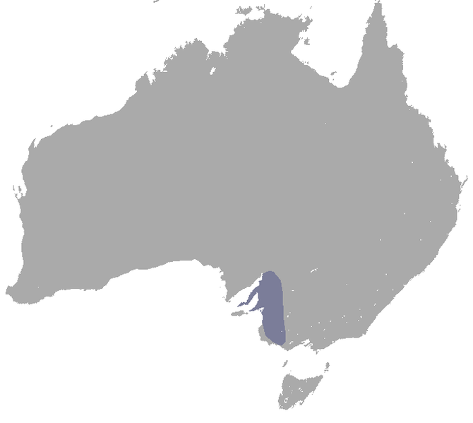 File:Macropus greyi.png