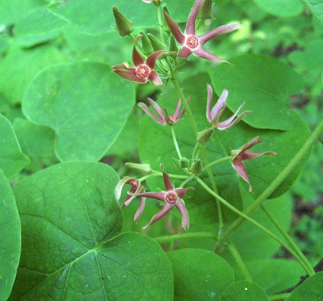 File:Matelea obliqua.jpg