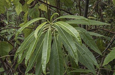 Leaves of Melicytus lanceolatus