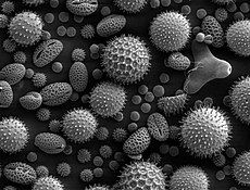 An image of pollen taken from a scanning electron microscope