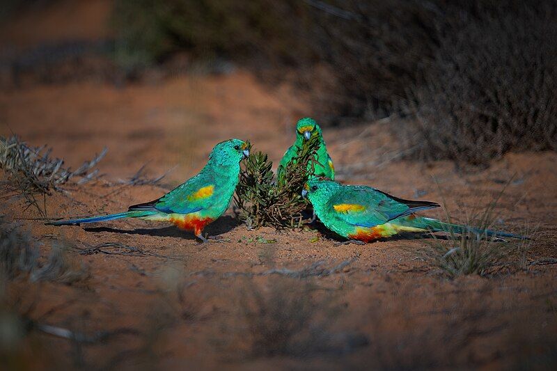 File:Mulga Parrot 0A2A1470.jpg