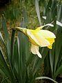 Narcissus pseudonarcissus subsp. nobilis side-view