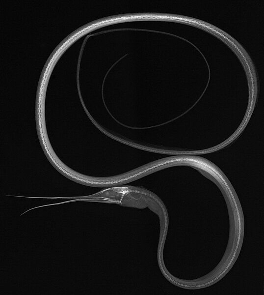 File:Nemichthys scolopaceus X-ray.jpg