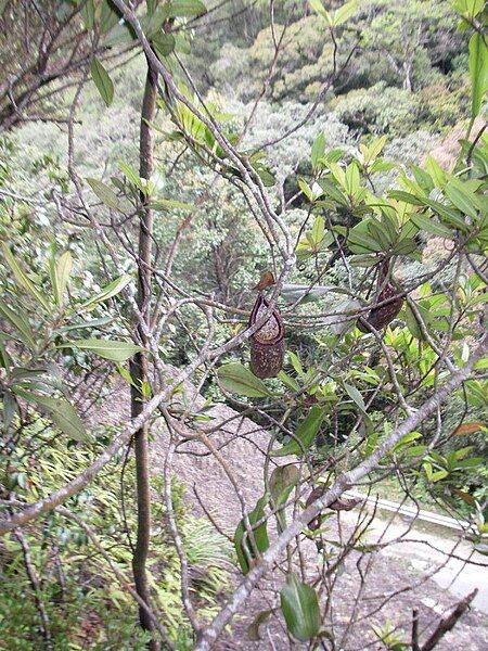 File:Nepenthes rigidifolia3.jpg