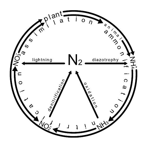 File:Nitrogen cycle.jpg