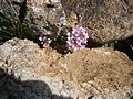 Noccaea rotundifolia