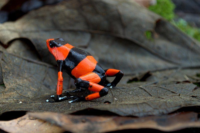 File:Oophaga lehmanni 27154022.jpg