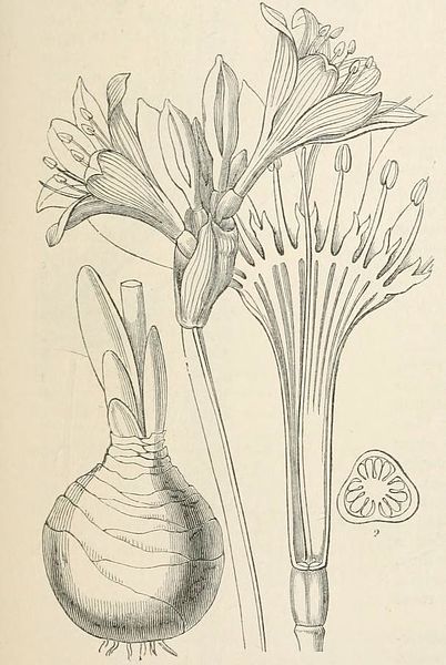 File:Pancratium maritimum Lindley.jpg