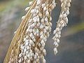 Broomcorn millet