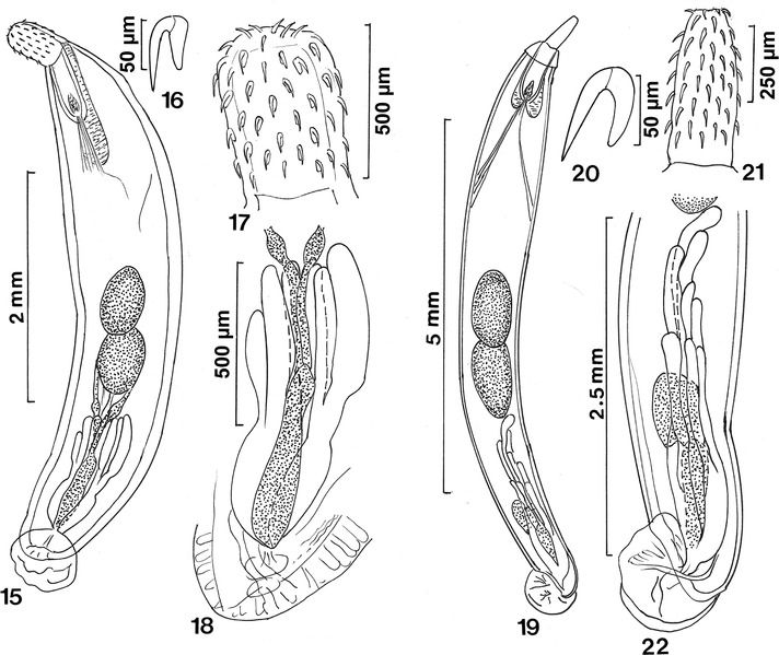 File:Parasite140083-fig3 Figs 15-22.tif